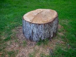 Best Tree and Shrub Care  in Poipu, HI