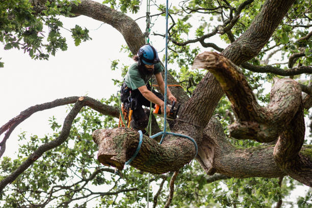 Best Fruit Tree Pruning  in Poipu, HI