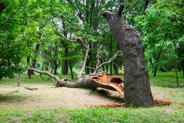 Best Firewood Processing and Delivery  in Poipu, HI