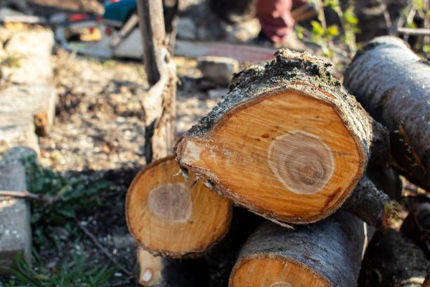 How Our Tree Care Process Works  in  Poipu, HI