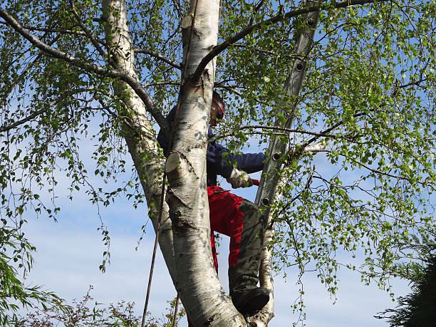 Trusted Poipu, HI Tree Care Experts