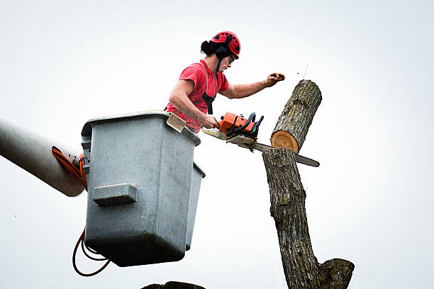 Best Arborist Consultation Services  in Poipu, HI